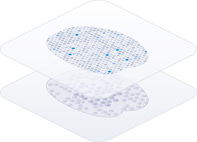 Spatial transcriptomics spot map layered over an H&E-stained tissue section on glass slides
